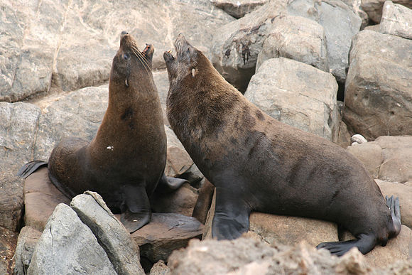 580px-Seal_0906