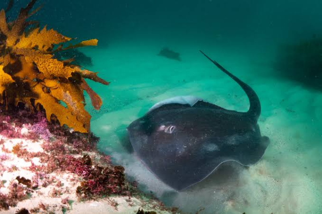 images